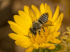 Megachiloides
