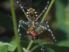 Argiope australis