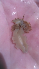 Prostheceraeus crozieri