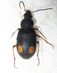 Chlaenius perspicillaris