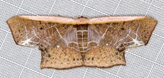 Tessarotis rubrata