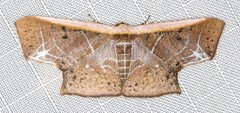 Tessarotis rubrata