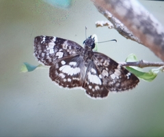 Chiomara
