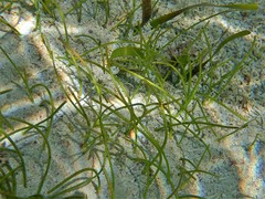 Syringodium filiforme