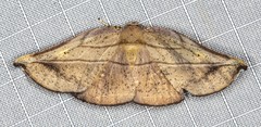 Xenomusa metallica