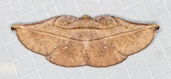 Xenomusa metallica