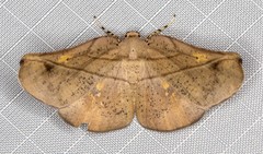 Xenomusa metallica