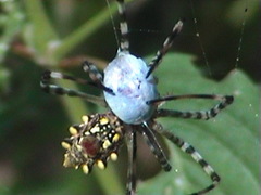 Argiope australis