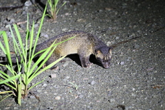 Paradoxurus philippinensis