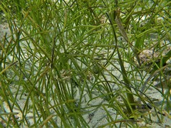 Syringodium filiforme