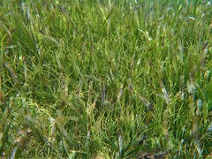 Syringodium filiforme