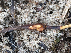 Planetella arenariae