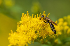 Philanthus solivagus