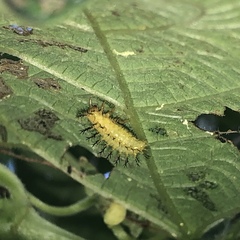 Epilachna varivestis