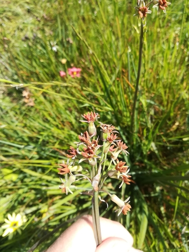 Image of Tulbaghia capensis by (c) Noeleen du Toit, some rights reserved (CC BY-SA)