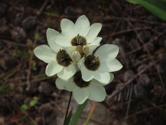 Ixia abbreviata