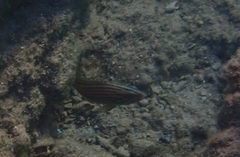 Epinephelus costae