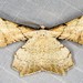 Gonodontis luteola - Photo (c) Ian McMillan, alguns direitos reservados (CC BY-NC), uploaded by Ian McMillan