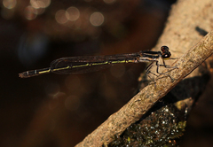 Agriocnemis forcipata