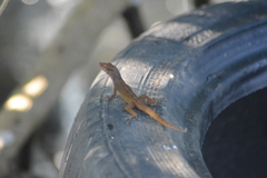 Anolis wattsii
