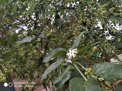 Nyctanthes arbor-tristis