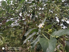 Nyctanthes arbor-tristis