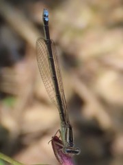 Pseudagrion draconis