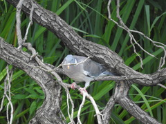 Columba palumbus