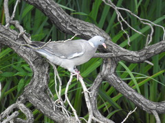 Columba palumbus