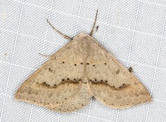 Nearcha tristificata