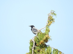 Corvus cornix