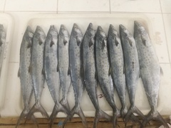 Scomberomorus sierra