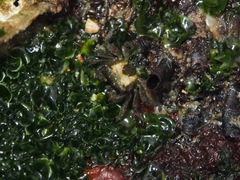 Gaetice depressus