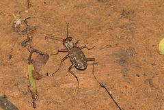 Calomera angulata