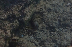 Epinephelus costae