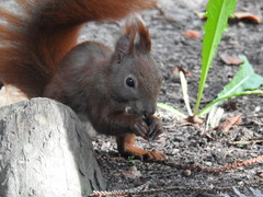 Sciurus vulgaris