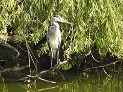 Ardea cinerea