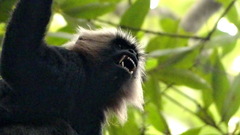 Semnopithecus johnii