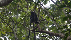 Semnopithecus johnii