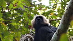 Semnopithecus johnii