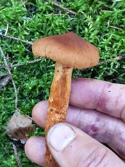 Cortinarius rubellus