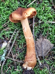 Cortinarius rubellus