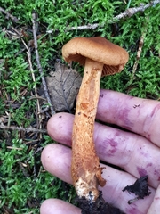 Cortinarius rubellus