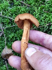 Cortinarius rubellus