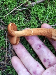 Cortinarius rubellus