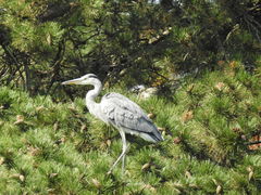 Ardea cinerea