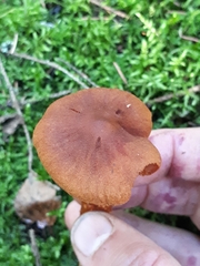 Cortinarius rubellus