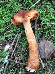 Cortinarius rubellus