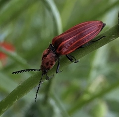 Anostirus purpureus