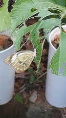 Ascia monuste orseis